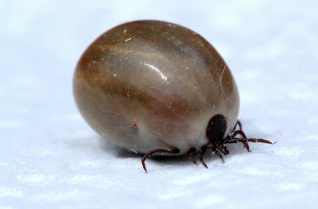 Christine 3-daagse bijscholing Borrelia-bacterie (Lyme) 6 Tekenbeet Lyme - Jasperse praktijkencentrum