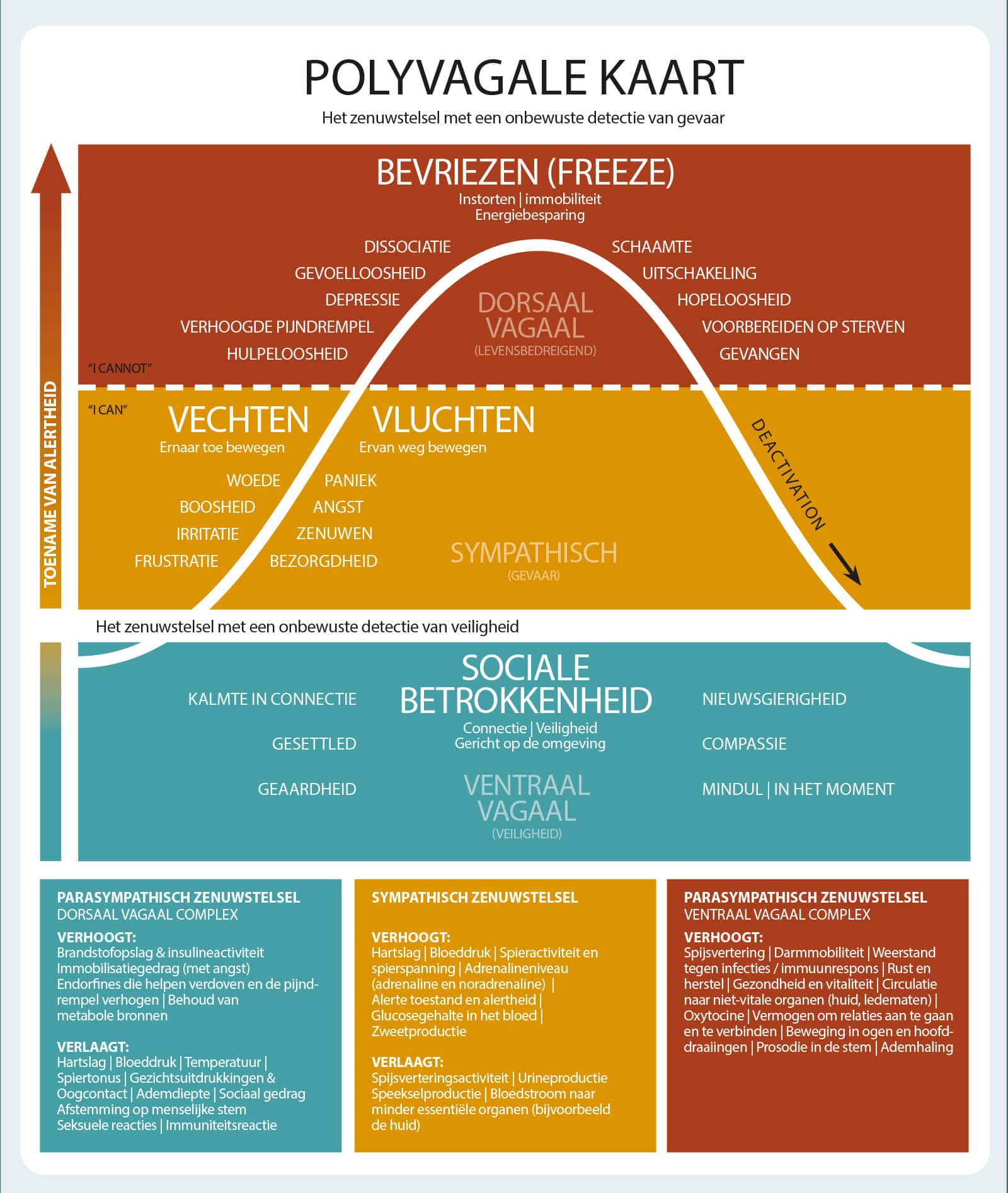 De impact van stress en trauma 1 polyvagale kaart